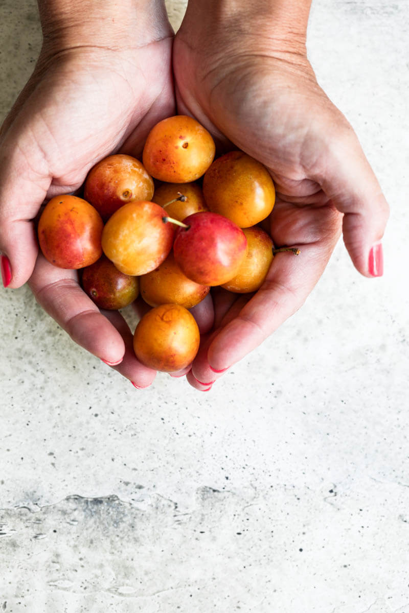 Overhead shot of 2 hands holding a bunch of Mirabelle Plums